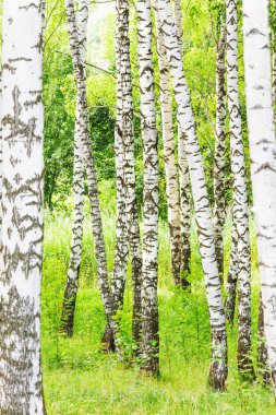 Yaz aylarında güneşli huş ağacı orman