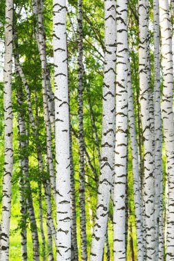 Yaz aylarında güneşli huş ağacı orman