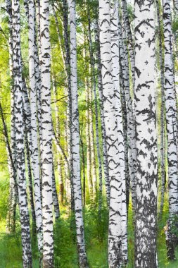 Yaz aylarında güneşli huş ağacı orman