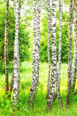 Yaz aylarında güneşli huş ağacı orman