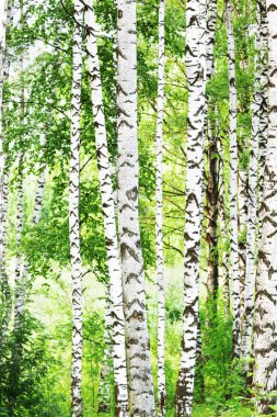 Yaz aylarında güneşli huş ağacı orman