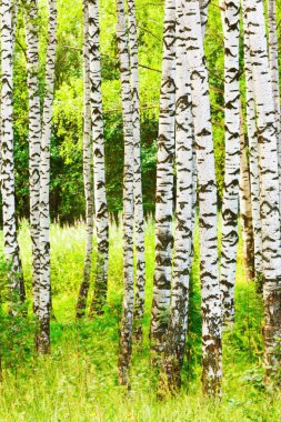 Yaz aylarında güneşli huş ağacı orman