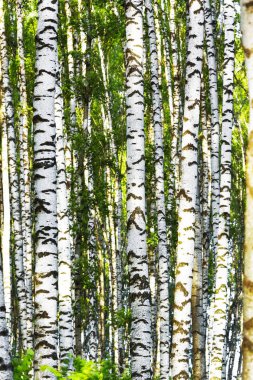 Yaz aylarında güneşli huş ağacı orman