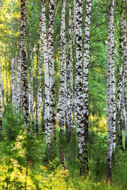 Yaz aylarında güneşli huş ağacı orman