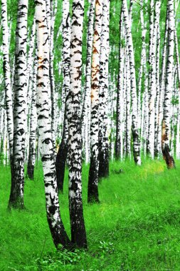 Yaz aylarında güneşli huş ağacı orman