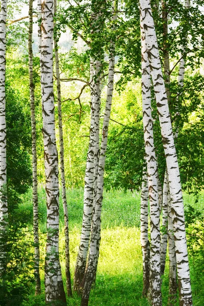 Verano en bosque de abedul soleado — Foto de Stock