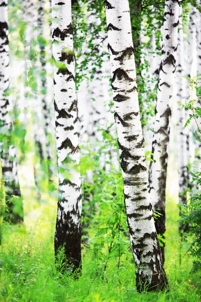 Sommar i soliga björkskogen — Stockfoto