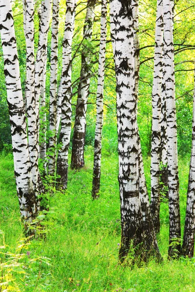 日当たりの良い白樺の森の夏 — ストック写真