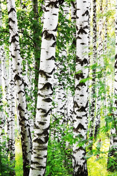 Verão na ensolarada floresta de bétula — Fotografia de Stock