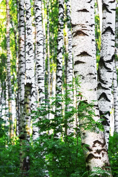 Sommar i soliga björkskogen — Stockfoto