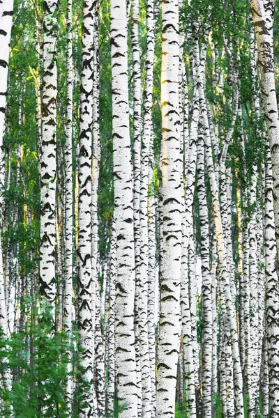 Summer in sunny birch forest — Stock Photo, Image