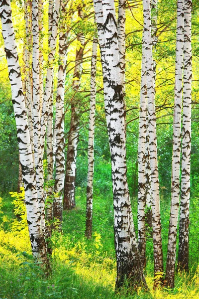 Verano en bosque de abedul soleado —  Fotos de Stock