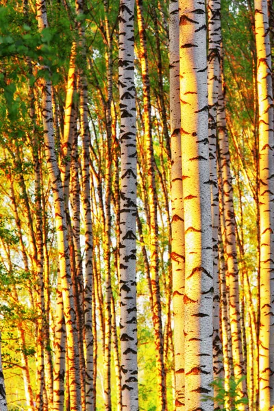 Zomer in zonnige berk bos — Stockfoto