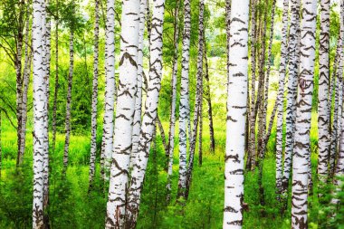 Yaz aylarında güneşli huş ağacı orman