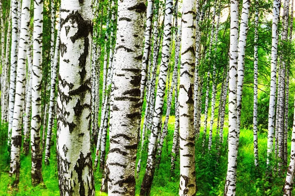 Verão na ensolarada floresta de bétula — Fotografia de Stock