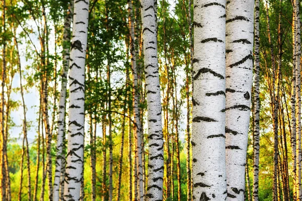 Sommer im sonnigen Birkenwald — Stockfoto