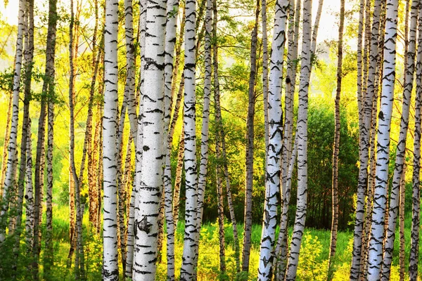 Summer in sunny birch forest — Stock Photo, Image