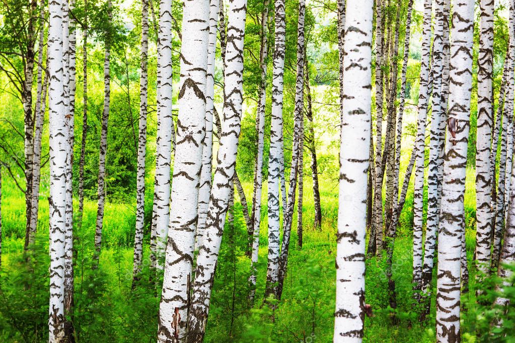 summer in sunny birch forest