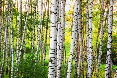 Yaz aylarında güneşli huş ağacı orman