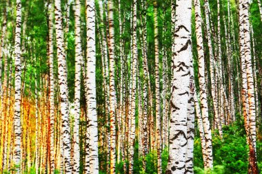 Yaz aylarında güneşli huş ağacı orman