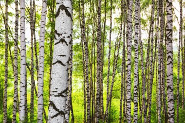 Yaz aylarında güneşli huş ağacı orman