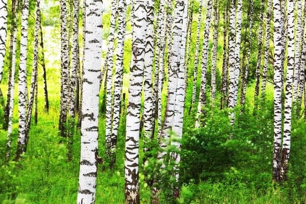 Estate nella soleggiata foresta di betulle — Foto Stock