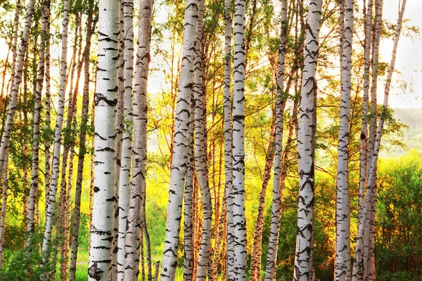 Zomer in zonnige berk bos — Stockfoto