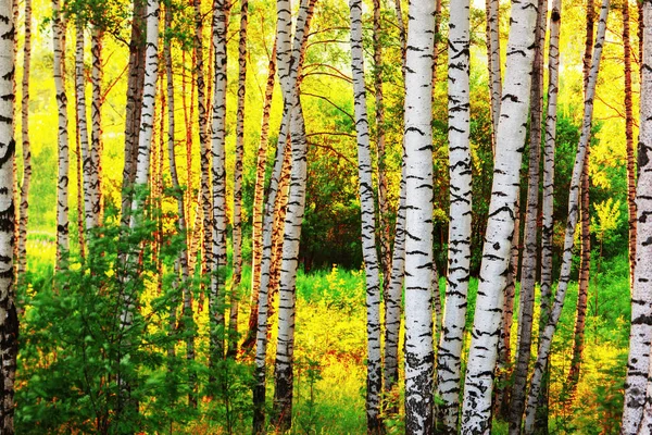 Summer in sunny birch forest — Stock Photo, Image