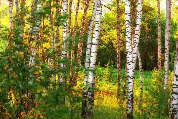 Estate nella soleggiata foresta di betulle — Foto Stock