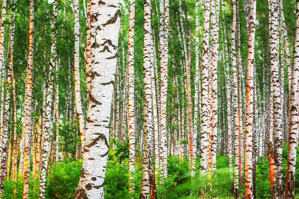 Estate nella soleggiata foresta di betulle — Foto Stock