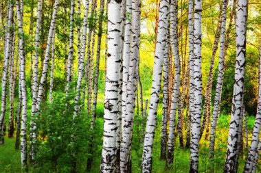 Yaz aylarında güneşli huş ağacı orman