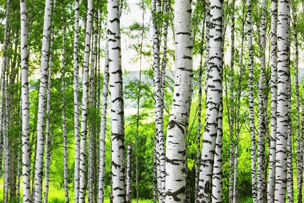 Verão na ensolarada floresta de bétula — Fotografia de Stock