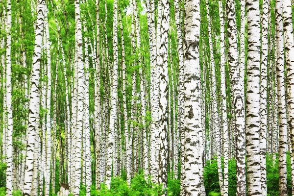 Yaz aylarında güneşli huş ağacı orman