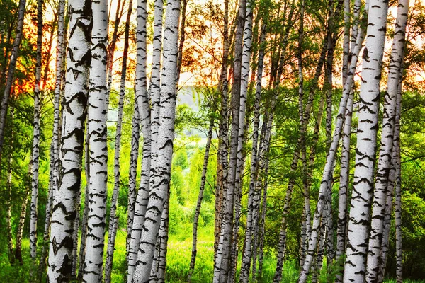 Verão na ensolarada floresta de bétula — Fotografia de Stock