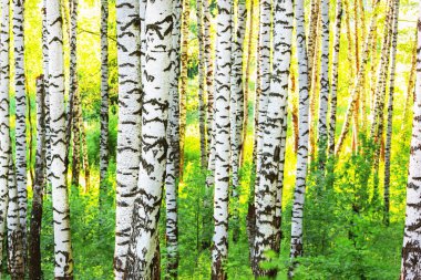 Yaz aylarında güneşli huş ağacı orman