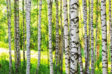 Yaz aylarında güneşli huş ağacı orman