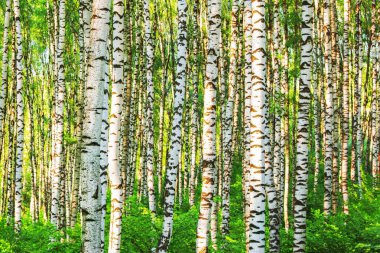 Yaz aylarında güneşli huş ağacı orman