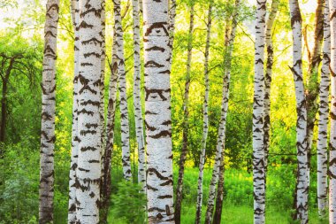 Yaz aylarında güneşli huş ağacı orman