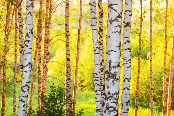 Estate nella soleggiata foresta di betulle — Foto Stock