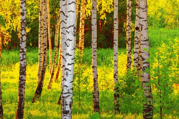 Zomer in zonnige berk bos — Stockfoto