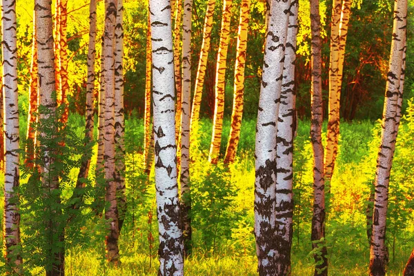 Zomer in zonnige berk bos — Stockfoto