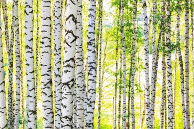 Yaz aylarında güneşli huş ağacı orman