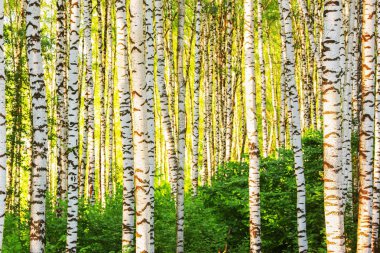 Yaz aylarında güneşli huş ağacı orman