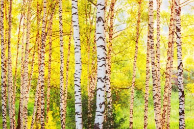 Yaz aylarında güneşli huş ağacı orman