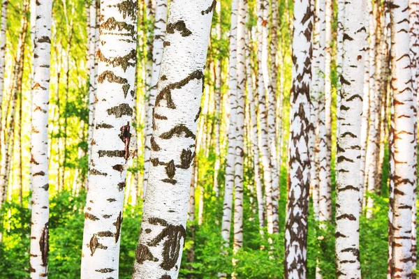 Zomer in zonnige berk bos — Stockfoto