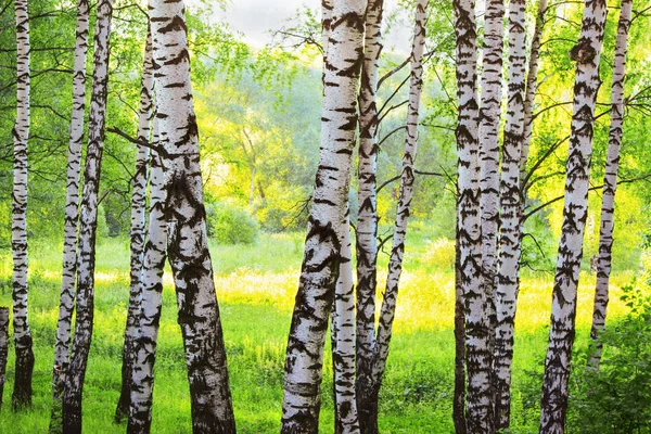 Zomer in zonnige berk bos — Stockfoto