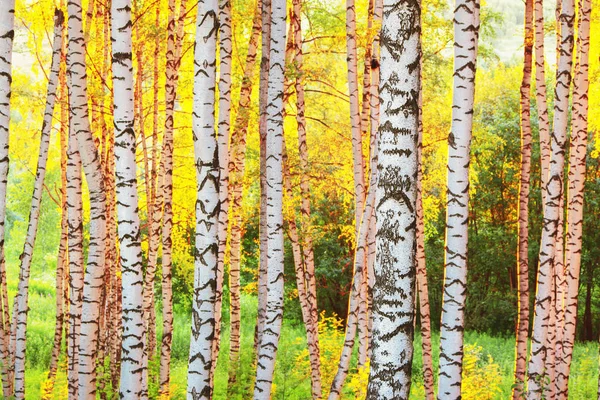 Zomer in zonnige berk bos — Stockfoto