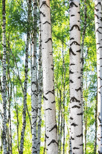 Estate nella soleggiata foresta di betulle — Foto Stock