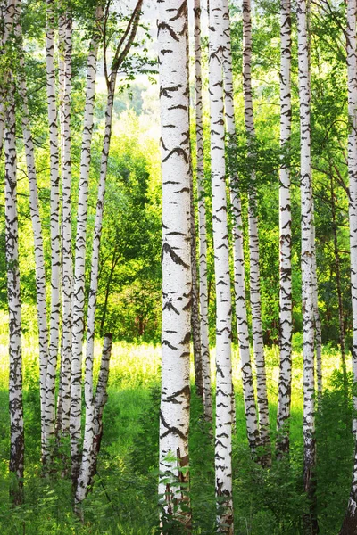 Verano en bosque de abedul soleado — Foto de Stock