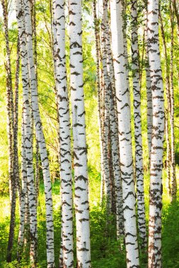 Yaz aylarında güneşli huş ağacı orman